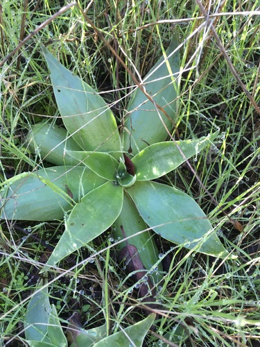 iNaturalist observation photo of Liveforever