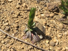 Arabis pycnocarpa adpressipilis