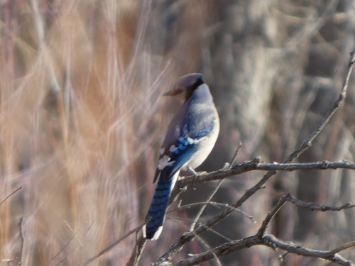 Blue Jay observed by bretturner