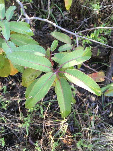 iNaturalist observation photo of laurel sumac