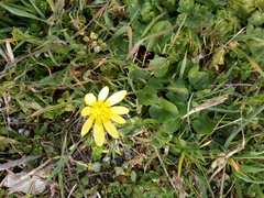 Ficaria verna