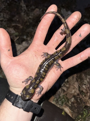 Spotted Salamander observed by spencero0