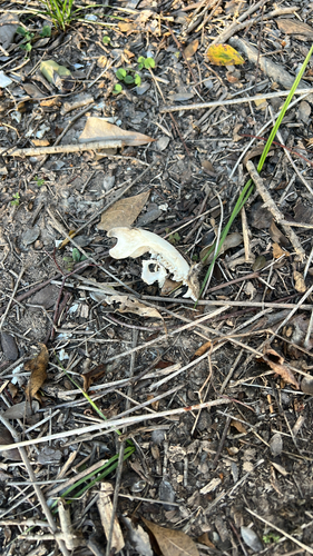 Virginia Opossum observed by pillypeepers