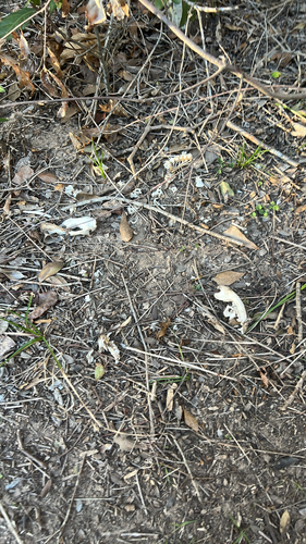 Virginia Opossum observed by pillypeepers