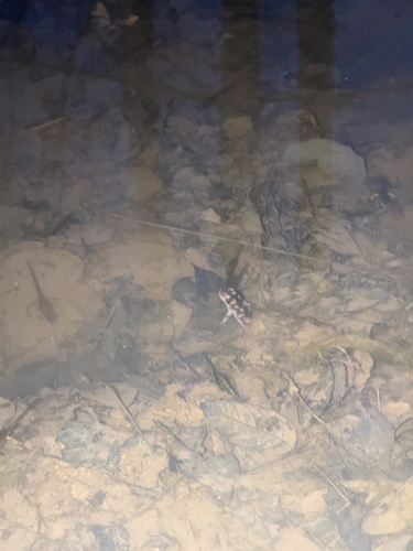 Spotted Salamander observed by spencero0