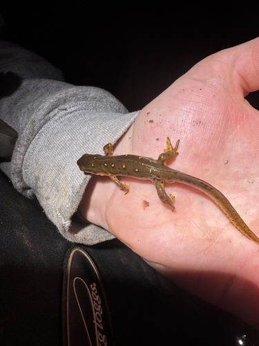 Eastern Newt observed by spencero0