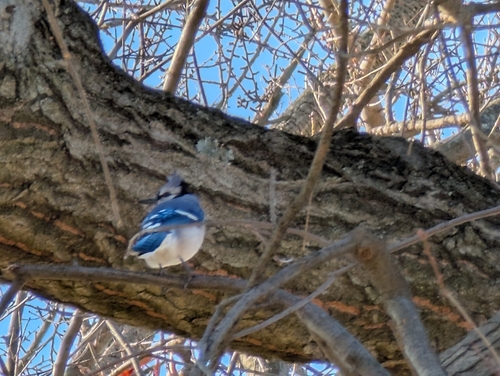 Blue Jay