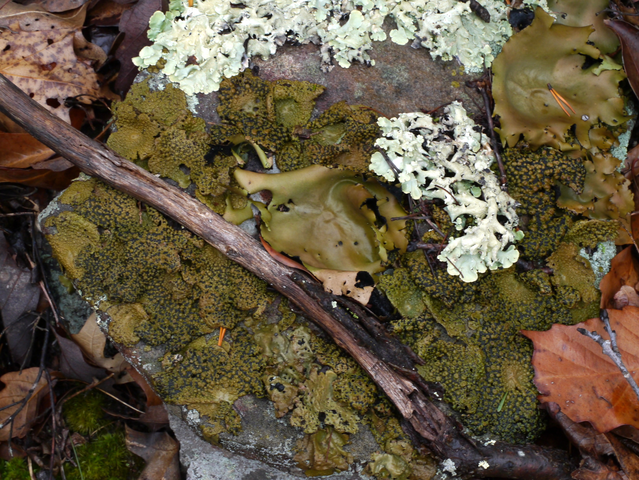 Umbilicariaceae image
