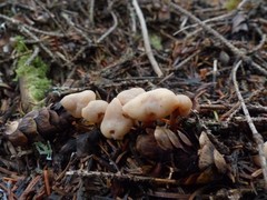 Cudonia circinans