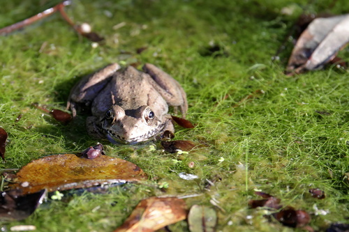 Green Frog observed by mcburly