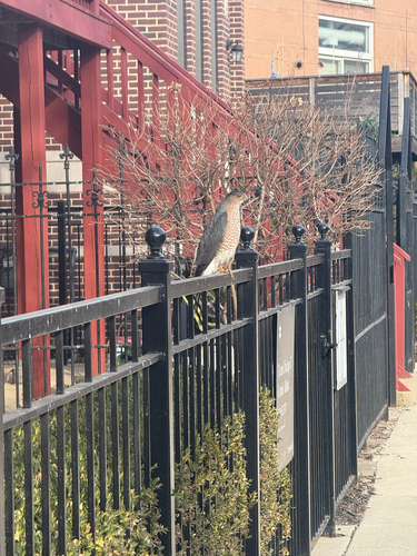 Cooper's Hawk observed by conor_sullivan