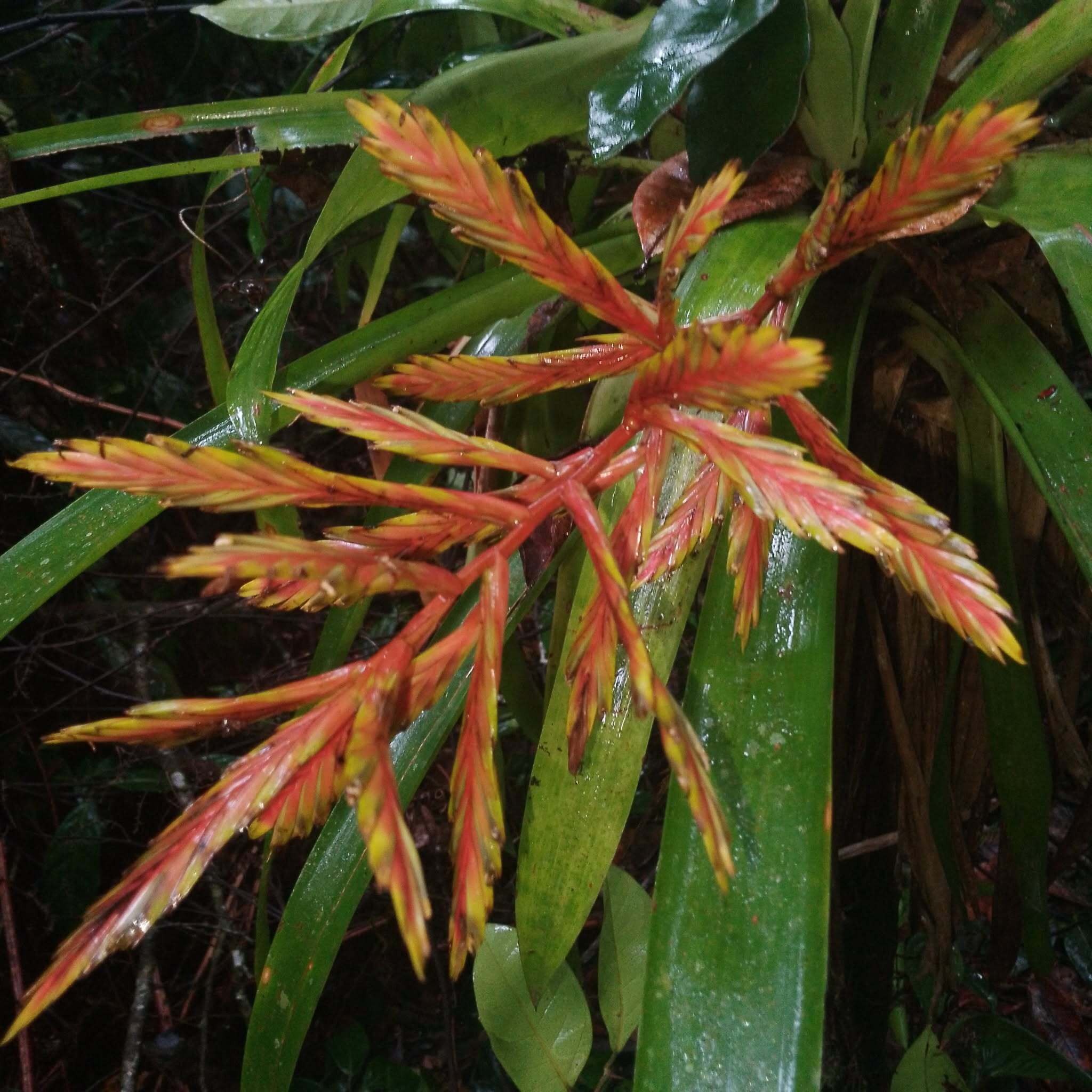 Bromelia