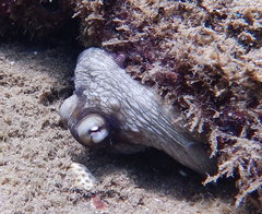 Octopus insularis