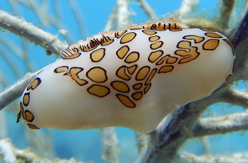 Flamingo Tongue Snail