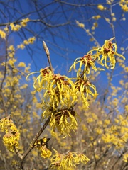 Hamamelis × intermedia