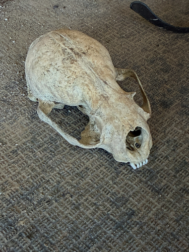 North American River Otter observed by adamhichew