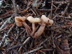 Cudonia circinans
