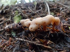 Cudonia circinans