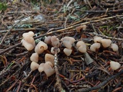 Cudonia circinans