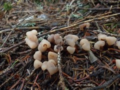 Cudonia circinans