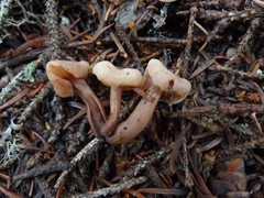 Cudonia circinans