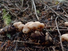 Cudonia circinans