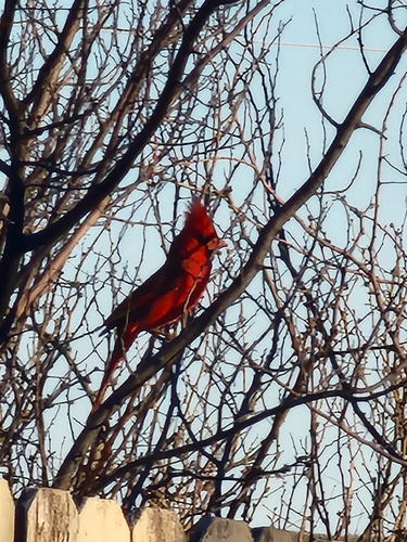 Northern Cardinal observed by sarsapkin