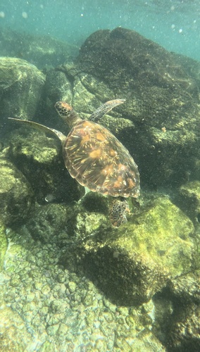 Tartaruga verde observed by lordisturbia