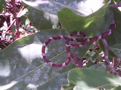 Imantodes gemmistratus