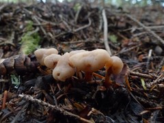 Cudonia circinans