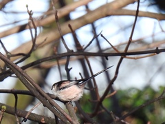 Aegithalos caudatus