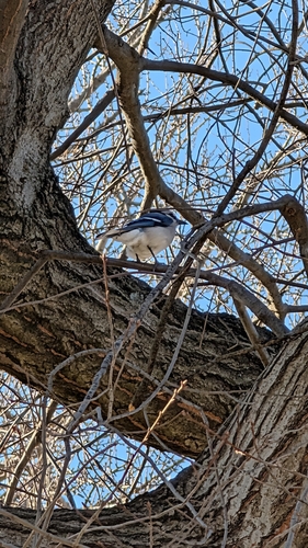 Blue Jay