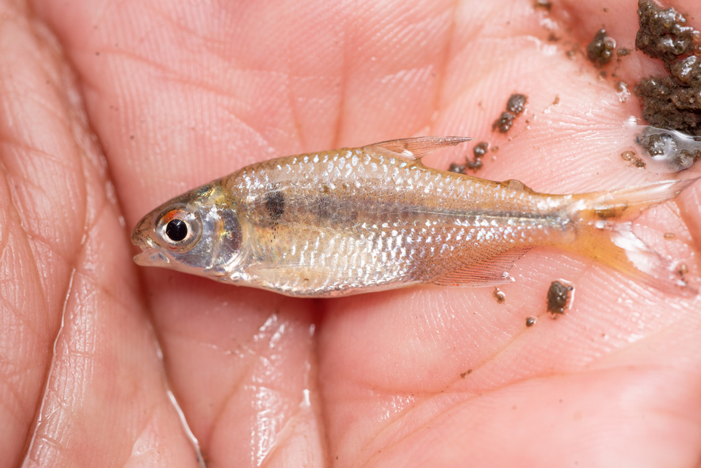 Ihering's tetra (Bryconamericus iheringii) — Characidae
