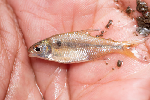 Ihering's tetra (Bryconamericus iheringii) — Characidae