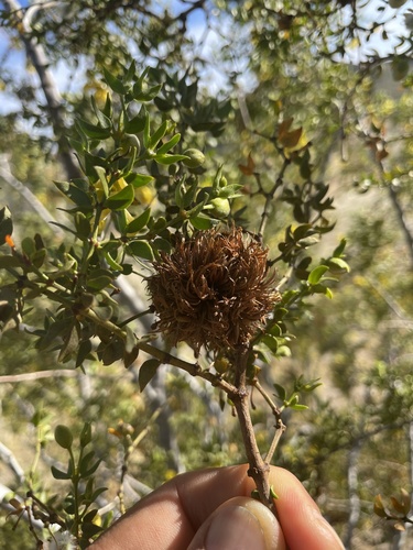 Unknown species found near Joshua Tree National Park, Desert Hot Springs, CA, US