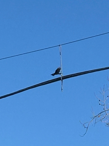 Turkey Vulture observed by mateo_moore