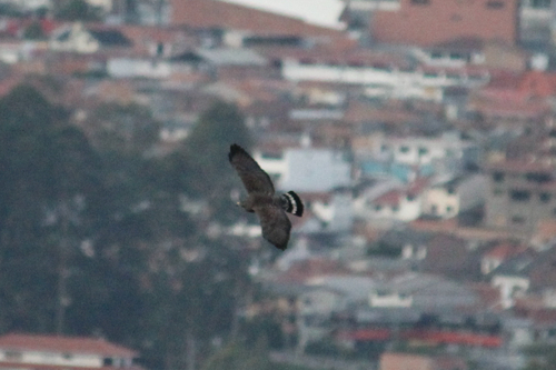 Broad-winged Hawk observed by koala_sprint