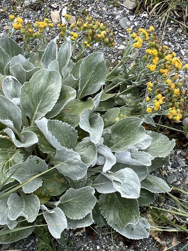 Senecio candidans, photograph 3