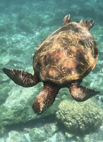 Tartaruga verde observed by lordisturbia