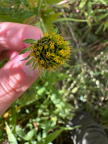 Tall Beggarticks (Bidens vulgata)