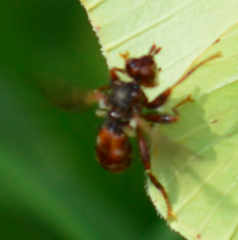Myopa testacea