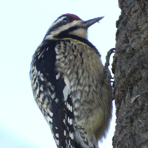 Yellow-bellied Sapsucker observed by jcroman