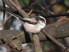 Aegithalos caudatus