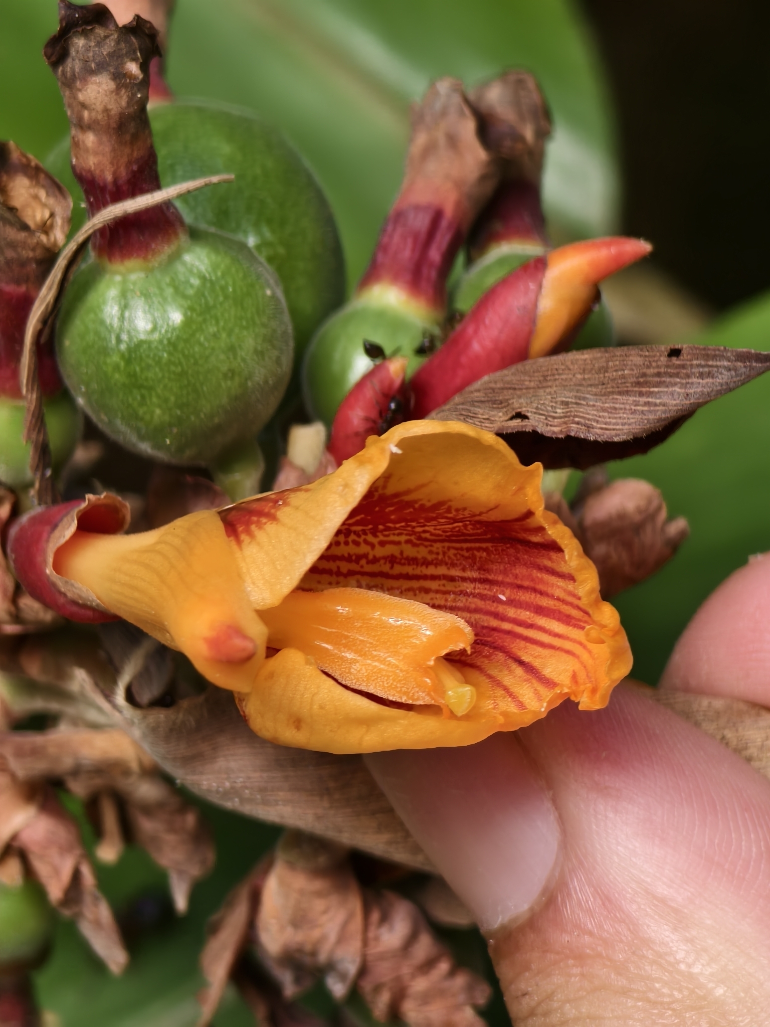 Alpinia rafflesiana Wall. ex Baker 4
