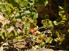 Plagiotrochus quercusilicis