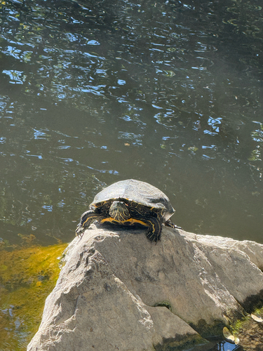 Red-eared Slider observed by angelalaquindanum