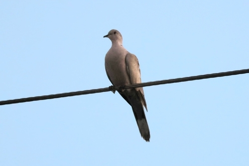 Eurasian Collared-Dove observed by sparkypetunia