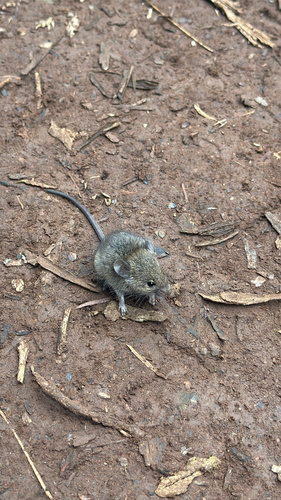 Mus musculus observed 2026-03-01