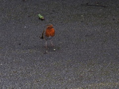 Erithacus rubecula