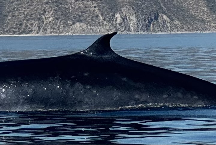 Balaenoptera edeni